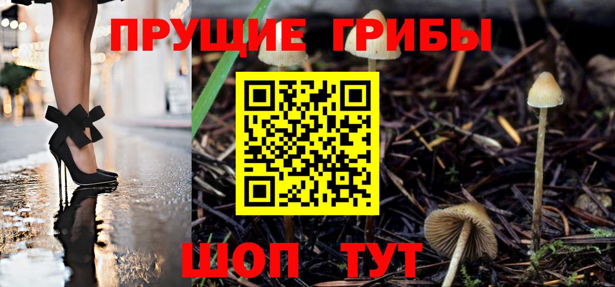Галлюциногенные грибы Psilocybe Северск